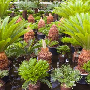 beplantingsplan2- - interieurbeplanting kantoorplanten kantoorbeplanting hydrocultuur onderhoud planten plantenonderhoud moswand moswanden