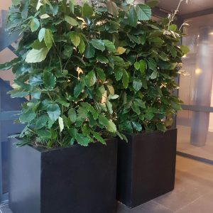 portfolio1-1 - - interieurbeplanting kantoorplanten kantoorbeplanting hydrocultuur onderhoud planten plantenonderhoud moswand moswanden