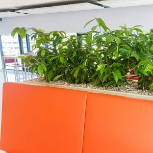 portfolio2 - - interieurbeplanting kantoorplanten kantoorbeplanting hydrocultuur onderhoud planten plantenonderhoud moswand moswanden