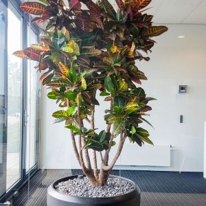 portfolio3 - - interieurbeplanting kantoorplanten kantoorbeplanting hydrocultuur onderhoud planten plantenonderhoud moswand moswanden