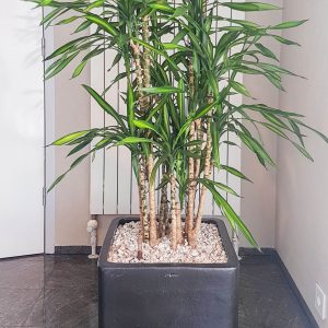 portfolio4 - - interieurbeplanting kantoorplanten kantoorbeplanting hydrocultuur onderhoud planten plantenonderhoud moswand moswanden