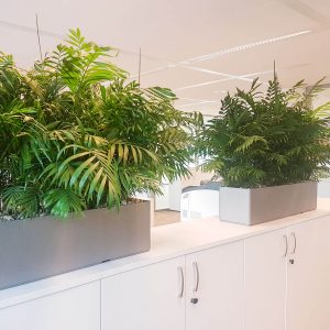 portfolio5 - - interieurbeplanting kantoorplanten kantoorbeplanting hydrocultuur onderhoud planten plantenonderhoud moswand moswanden