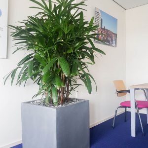 portfolio6 - - interieurbeplanting kantoorplanten kantoorbeplanting hydrocultuur onderhoud planten plantenonderhoud moswand moswanden