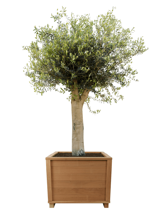 tree - - interieurbeplanting kantoorplanten kantoorbeplanting hydrocultuur onderhoud planten plantenonderhoud moswand moswanden