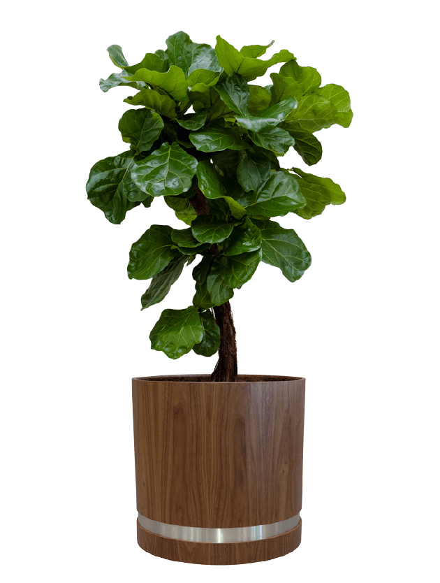 tree2 - - interieurbeplanting kantoorplanten kantoorbeplanting hydrocultuur onderhoud planten plantenonderhoud moswand moswanden