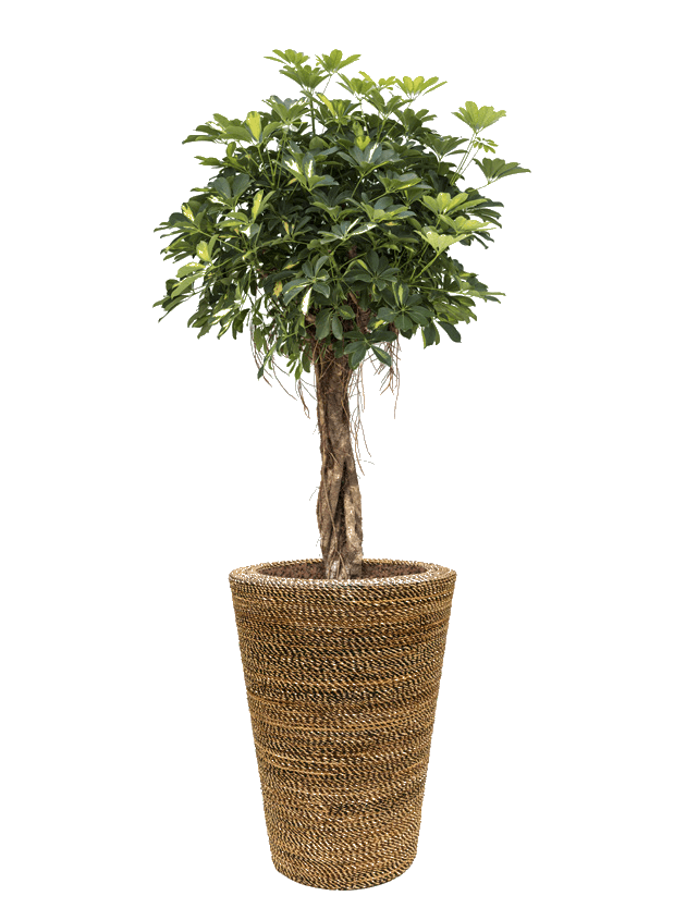 tree3 - - interieurbeplanting kantoorplanten kantoorbeplanting hydrocultuur onderhoud planten plantenonderhoud moswand moswanden