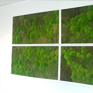 moswanden1 - Moswand groene moswanden muur kantoor offerte prijzen binnen muurdecoratie panelen paneel met mos groen planten - interieurbeplanting kantoorplanten kantoorbeplanting hydrocultuur onderhoud planten plantenonderhoud moswand moswanden