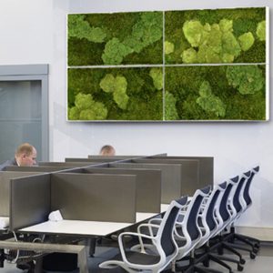 moswanden3 - Moswand groene moswanden muur kantoor offerte prijzen binnen muurdecoratie flexibele werkplek panelen met mos groen planten kantine personeel - interieurbeplanting kantoorplanten kantoorbeplanting hydrocultuur onderhoud planten plantenonderhoud moswand moswanden
