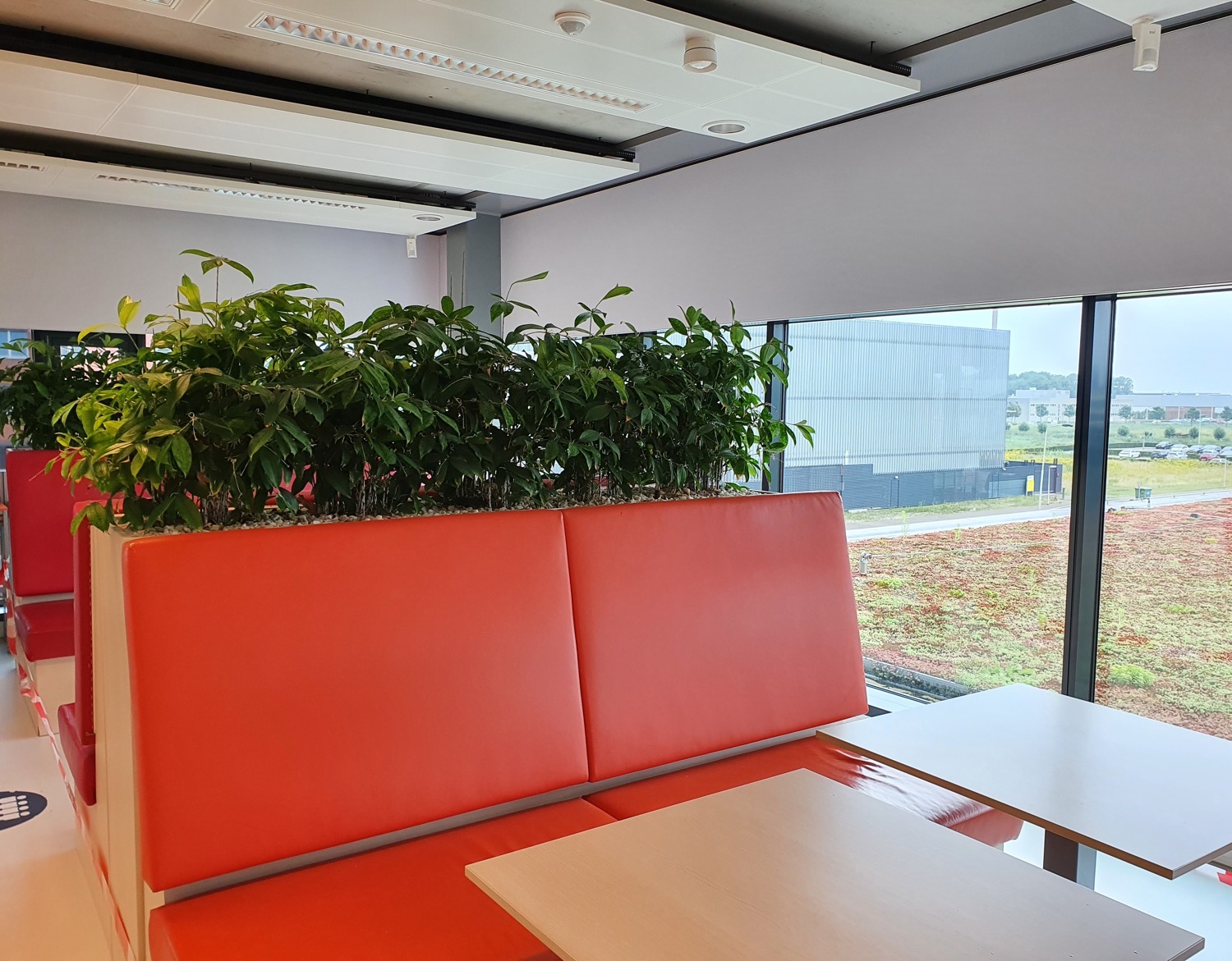 Surculosa in maatwerk